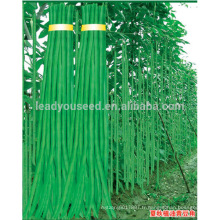 BE04 Fengkang no.2 longues graines de haricots verts pour la plantation